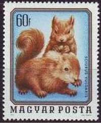 Eurasian Red Squirrel (Sciurus vulgaris)