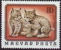 Eurasian Lynx (Lynx lynx)