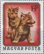 Wolf (Canis lupus)