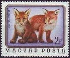Red Fox (Vulpes vulpes)