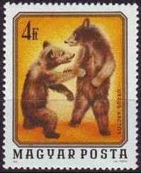 Brown Bear (Ursus arctos)
