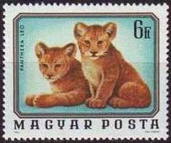 Lion (Panthera leo)
