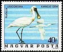 Eurasian Spoonbill (Platalea leucorodia)