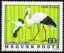 White Stork (Ciconia ciconia)