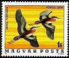 Purple Heron (Ardea purpurea)