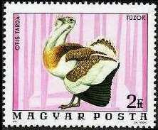 Great Bustard (Otis tarda)