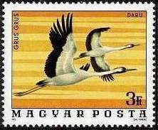 Common Crane (Grus grus)