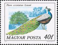 Indian Peafowl (Pavo cristatus)