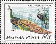 Green Peafowl (Pavo muticus)