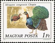 Congo Peacock (Afropavo congensis)
