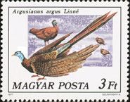 Great Argus (Argusianus argus)