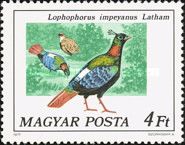 Himalayan Monal (Lophophorus impejanus)