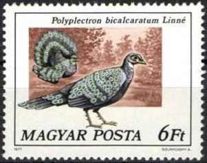 Grey Peacock-pheasant (Polyplectron bicalcaratum)