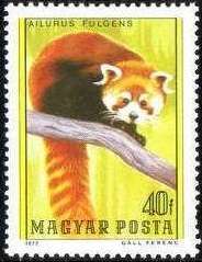 Red Panda (Ailurus fulgens)