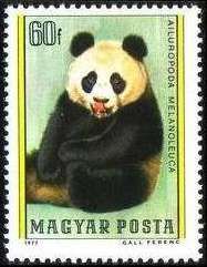 Giant Panda (Ailuropoda melanoleuca)