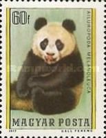 Giant Panda (Ailuropoda melanoleuca)