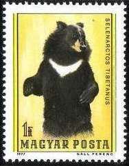 Asiatic Black Bear (Ursus thibetanus)