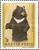 Asiatic Black Bear (Ursus thibetanus)