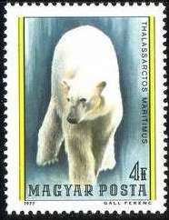 Polar Bear (Ursus maritimus)