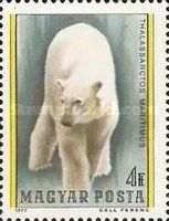 Polar Bear (Ursus maritimus)