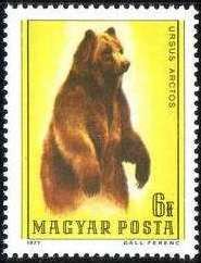 Brown Bear (Ursus arctos)