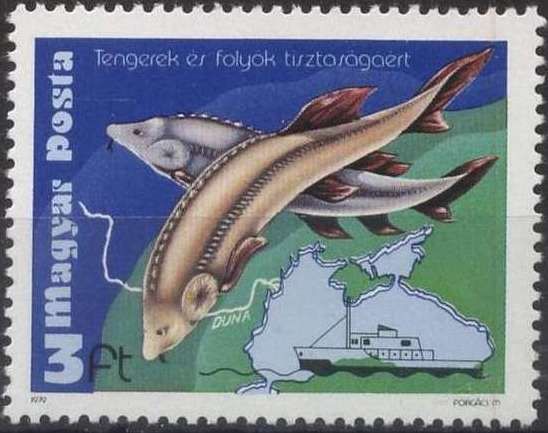 Beluga Sturgeon (Huso huso)