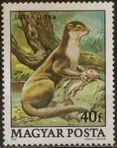 Eurasian Otter (Lutra lutra)