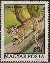 Wildcat (Felis silvestris)