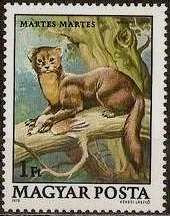 Pine Marten (Martes martes)