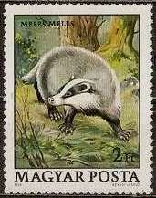 European Badger (Meles meles)
