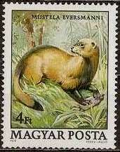 Steppe Polecat (Mustela eversmanni)