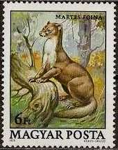 Beech Marten (Martes foina)