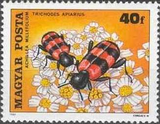 European Beewolf, Common Yarrow