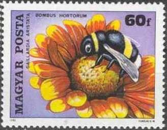 Garden Bumblebee (Bombus hortorum), Blanket Flower (Gaillard
