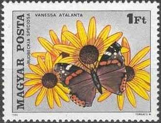 Red Admiral (Vanessa atalanta), Showy Black-eyed Susan (Rudb