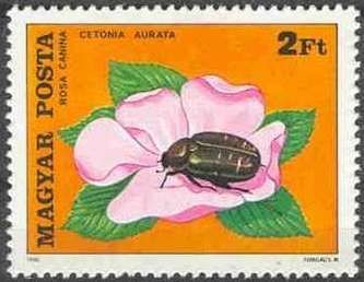 Rose Chafer (Cetonia aurata), Dog Rose (Rosa canina)