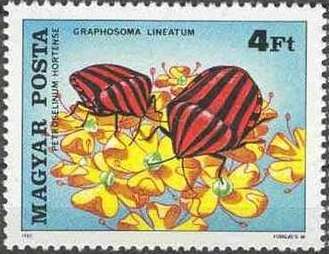 Striped Stink Bug (Graphosoma lineatum), Parsley (Petroselin