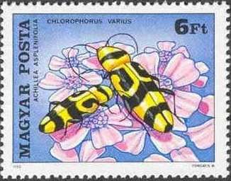 Capricorn Beetle (Chlorophorus varius), Yarrow (Achillea asp