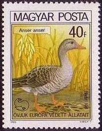 Greylag Goose (Anser anser)