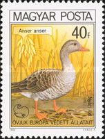 Greylag Goose (Anser anser)