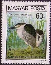 Black-crowned Night Heron (Nycticorax nycticorax)
