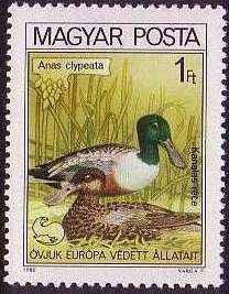Northern Shoveler (Anas clypeata)