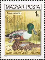 Northern Shoveler (Spatula clypeata)
