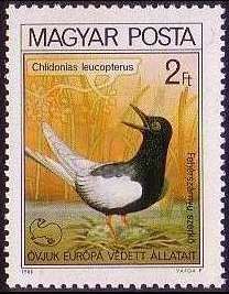 White-winged Tern (Chlidonias leucopterus)