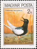White-winged Tern (Chlidonias leucopterus)