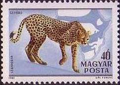 Cheetah (Acinonyx jubatus)
