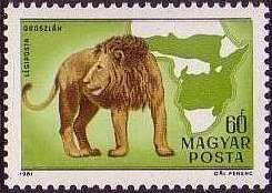 Lion (Panthera leo)