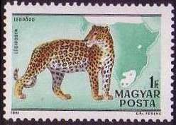 Leopard (Panthera pardus)
