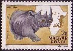 Black Rhinoceros (Diceros bicornis)