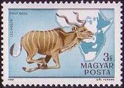 Greater Kudu (Tragelaphus strepsiceros)